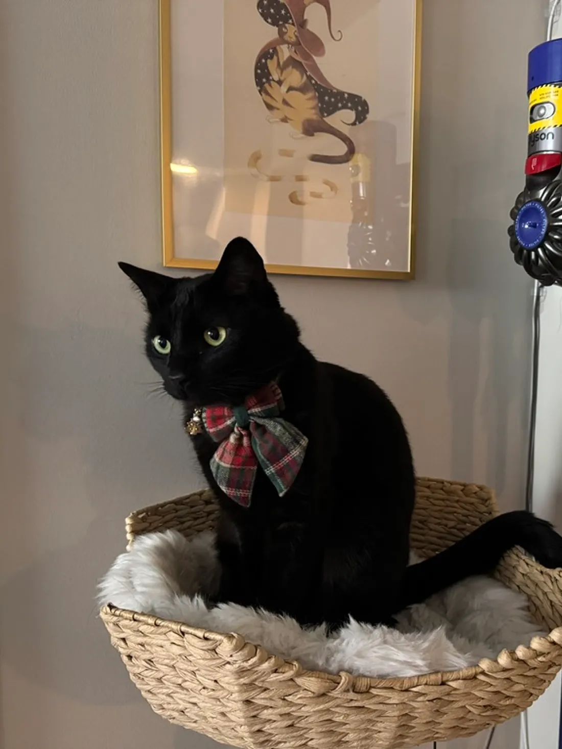 Lebowski the cat