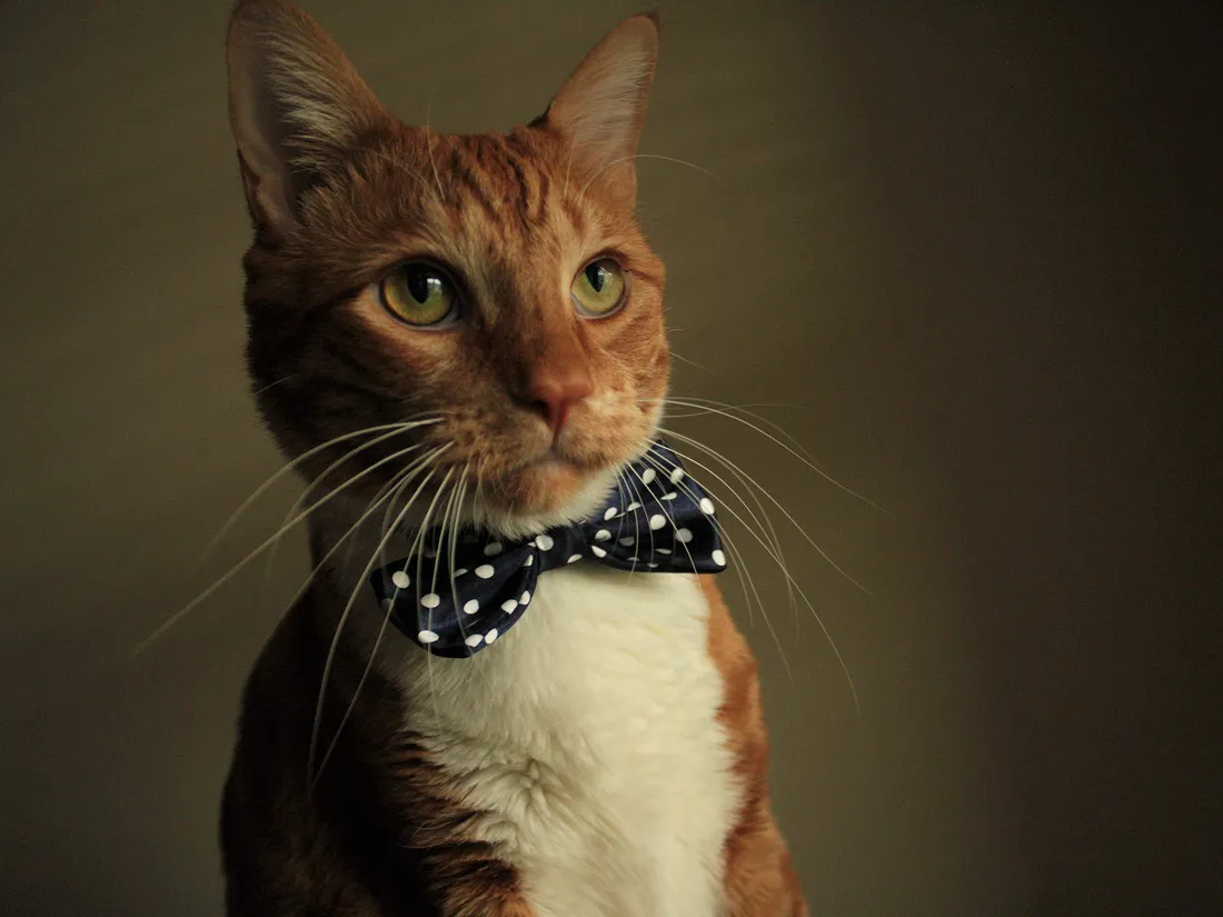 Montezuma the cat