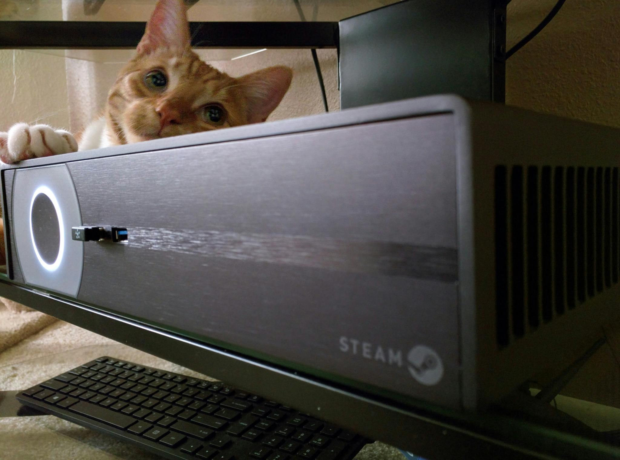 Cat with the Steam
Machine